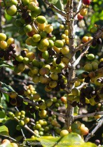 A Mass of Unripe Coffee Cherries