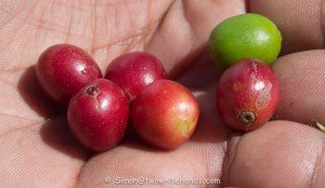 Coffee Cherries Immediately After Picking