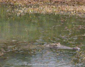 Crocodile Lurking in Shallow Water