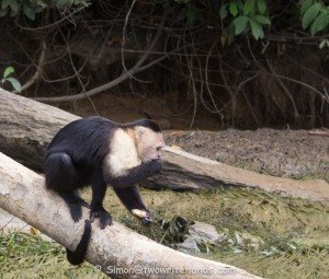 Lone Capuchin Monkey Catching Peanuts