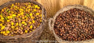 Argan Nuts with and Without the Pulp