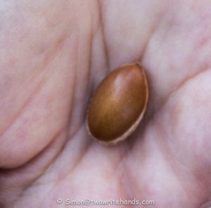 A Single Argan Nut Seen in Segovia, Spain
