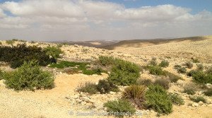 Scattered Herb Plants being Cultivated in the Negev Desert