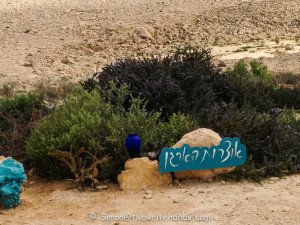 Herbs Growing in the Negev Desert
