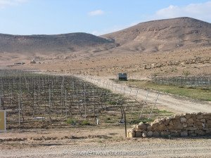 Vineyard Deep into the Negev Desert