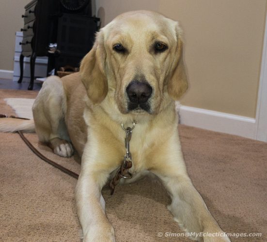 Splendid Relaxing at Home as She Settles into Her New Life as a Guide Dog ((©simon@myeclecticimages.com)